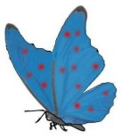 blauer Schmetterling