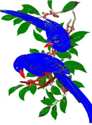 zwei blaue Vögel