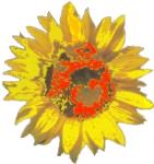 Sonnenblume